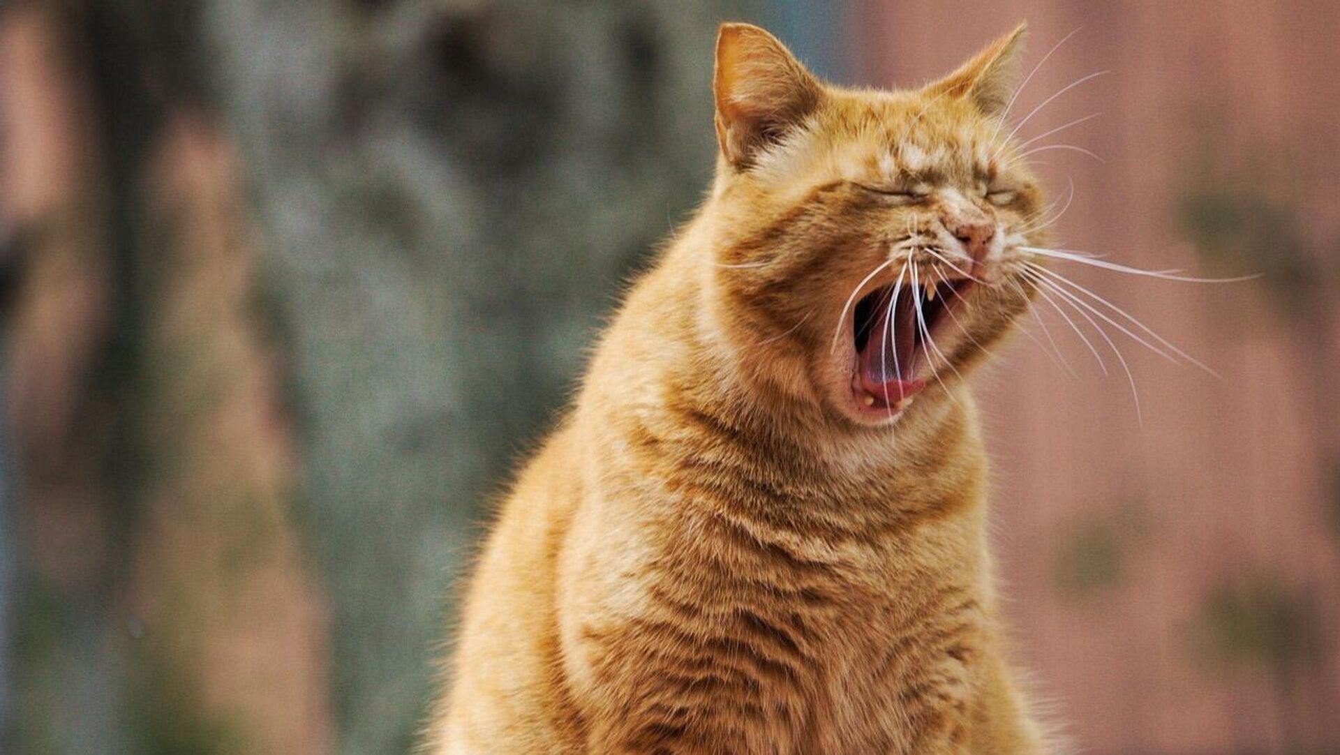 Miyav sesi neden çıkar?