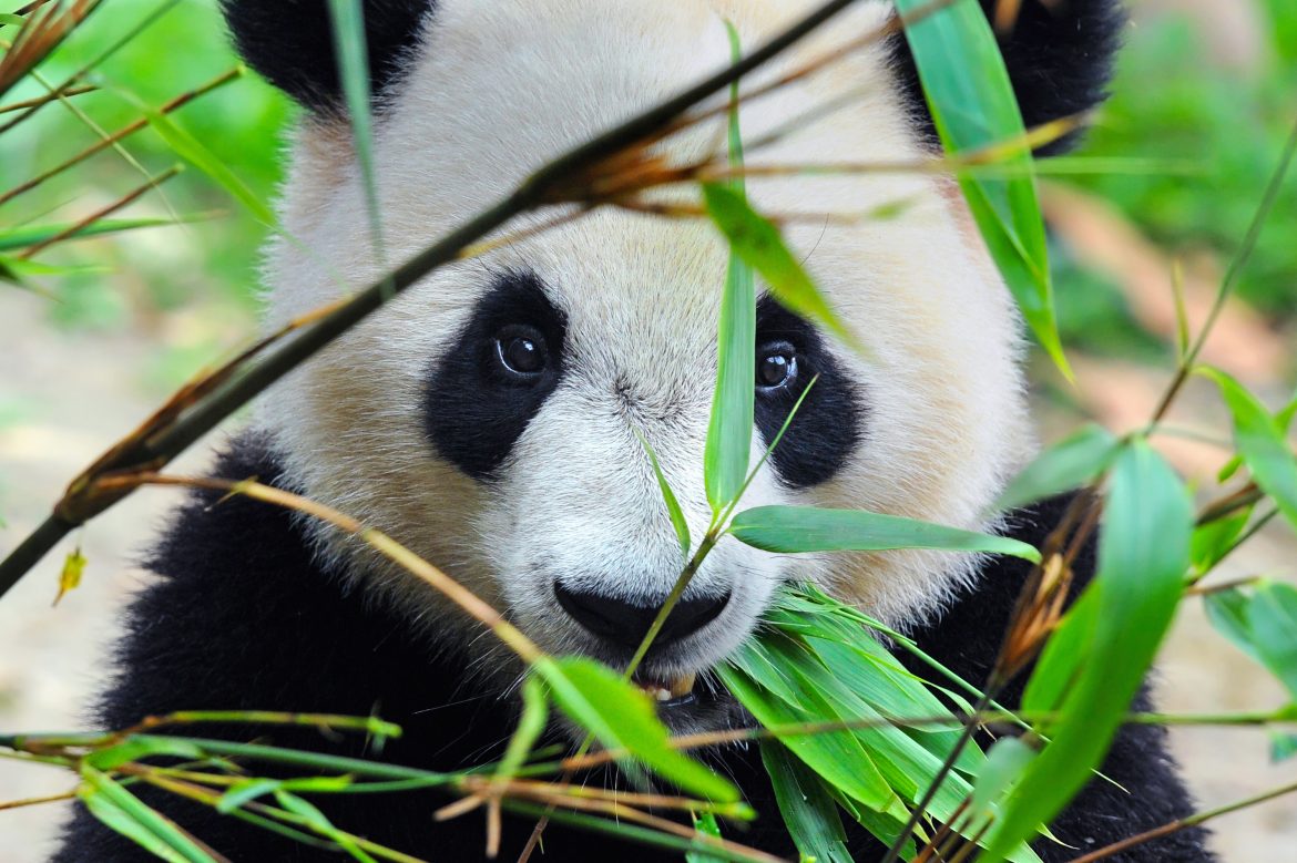 Panda Neden Siyah Beyazdır? Bilimsel Açıklama [2026]